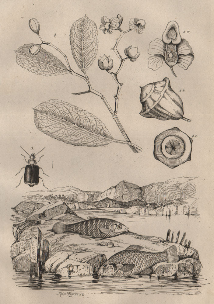 Lebias fish. Lebia Grandis (Ground Beetle). Lecythis plant 1834 old print